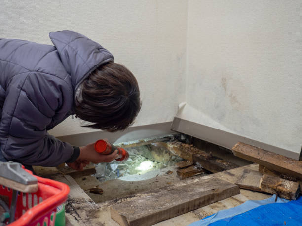 Best Mold Removal for HVAC Installations  in Lake Catherine, IL