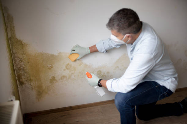 Best Mold Remediation for Vacation Homes  in Lake Catherine, IL