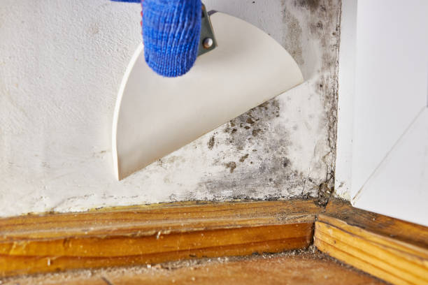 Best Mold Remediation for Healthcare Facilities  in Lake Catherine, IL