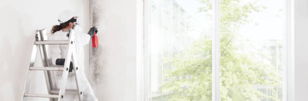 Best Attic Mold Removal  in Lake Catherine, IL